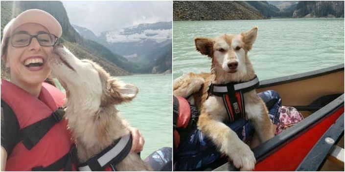 Un husky antes y después de su rescate