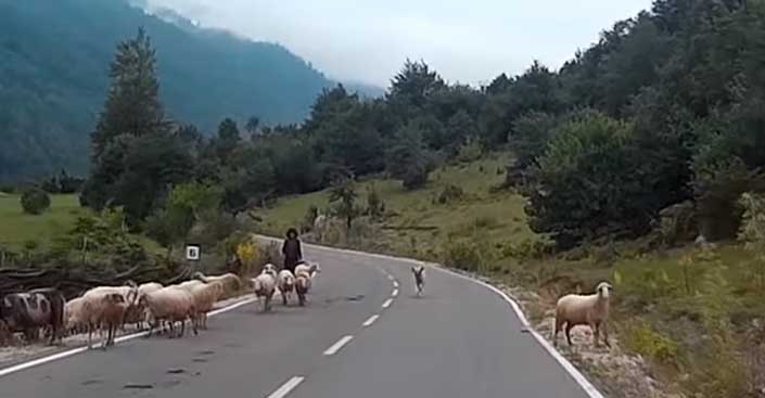 Una pastora es atacada violentamente por sus ovejas
