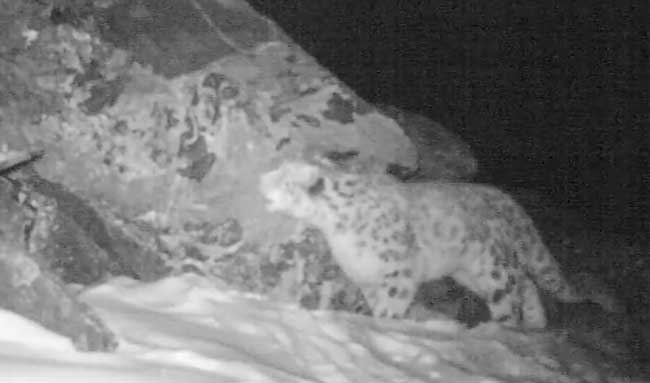El curioso rugido del leopardo de las nieves