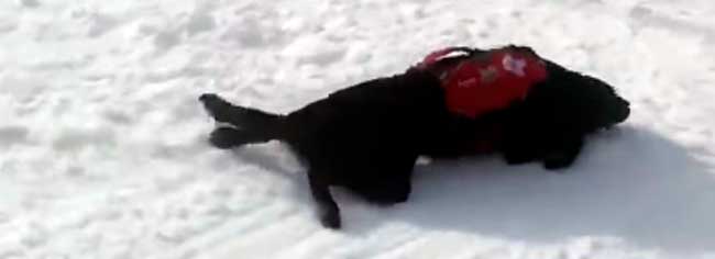 No se puede ser más feliz que este perro de rescate en la nieve