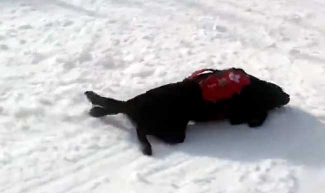 No se puede ser más feliz que este perro de rescate en la nieve
