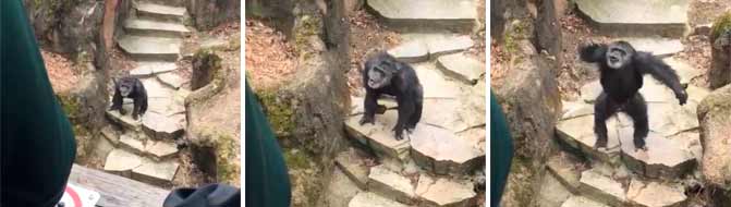 Un chimpancé le lanza una mierda a la cara a una anciana