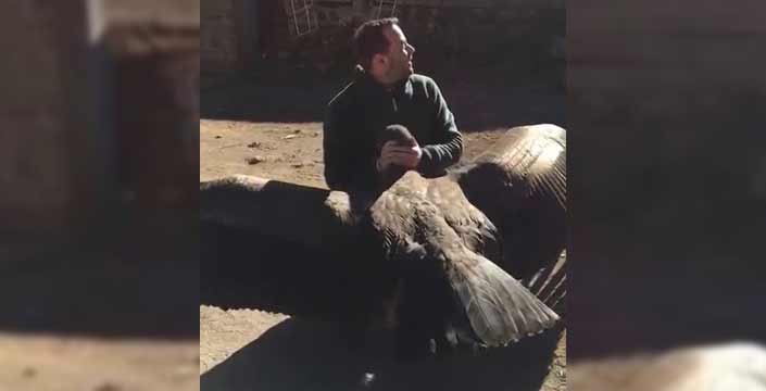 Un condor recibe al hombre que lo salvó hace unos años