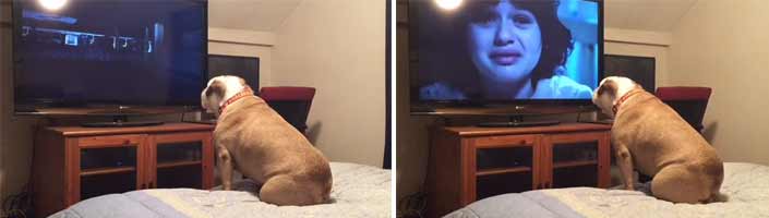 Este bulldog inglés ve una película de terror y se pone nervioso en los momentos de tensión