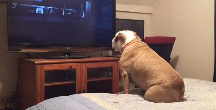 Este bulldog inglés ve una película de terror y se pone nervioso en los momentos de tensión