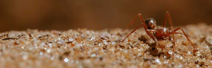 Las trampas de arena de la hormiga león en el desierto 