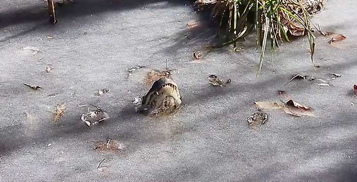 Cómo sobreviven los caimanes cuando el agua está congelada