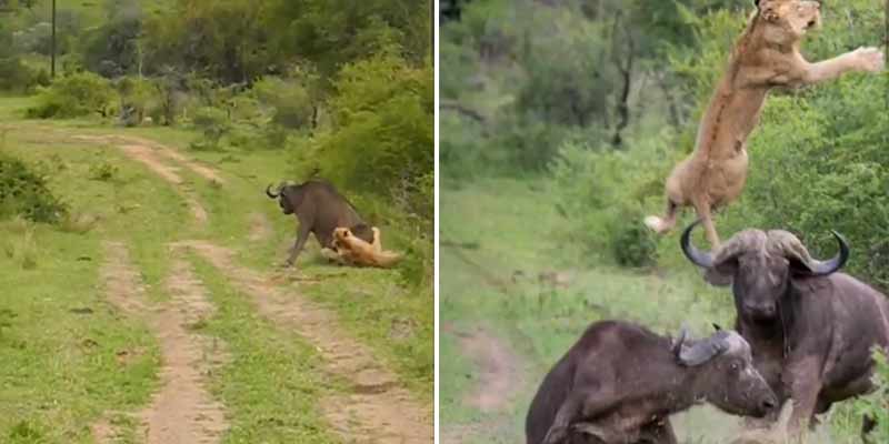 Un búfalo lanza por los aires a un león