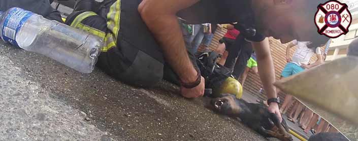 Bomberos cordobeses salvan y reaniman a un pequeño perro de una casa que está en llamas