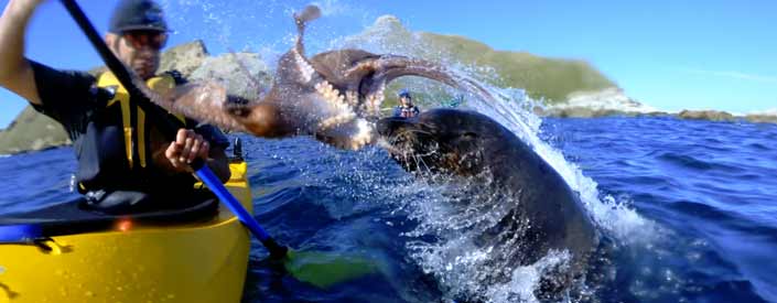 Una foca ataca a un kayakista con un pulpo