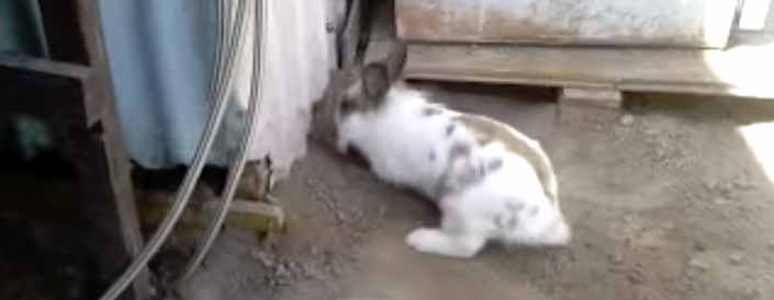 Un conejo excava un agujero para que pase el gato