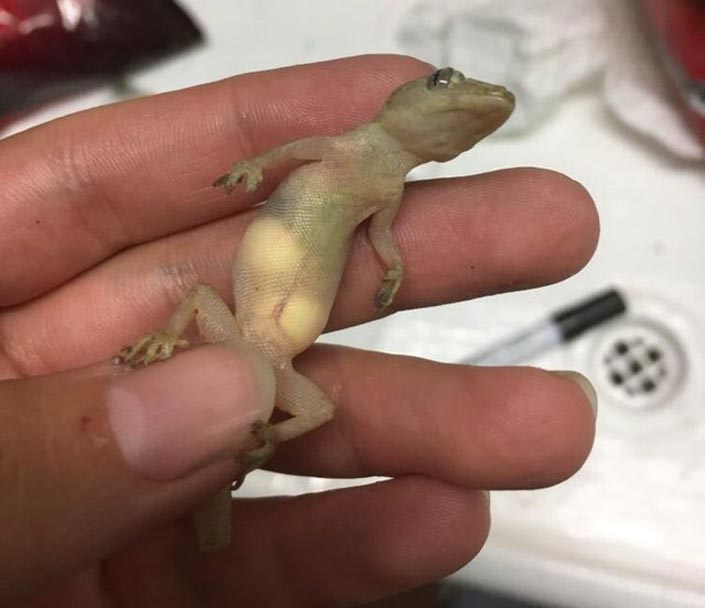 Una hembra de lagarto gecko preñada