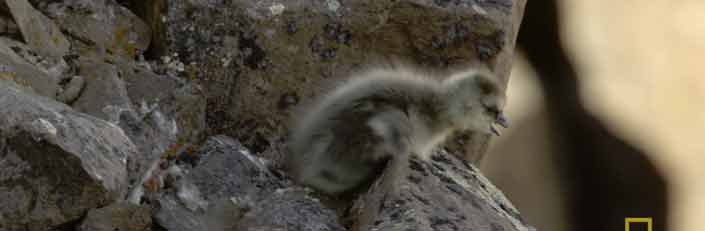 Polluelos de ganso del ártico tienen que saltar la vacío para sobrevivir