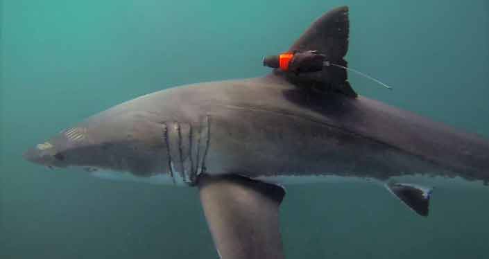 Video grabado desde la cámara colocada en la aleta dorsal de un tiburón blanco