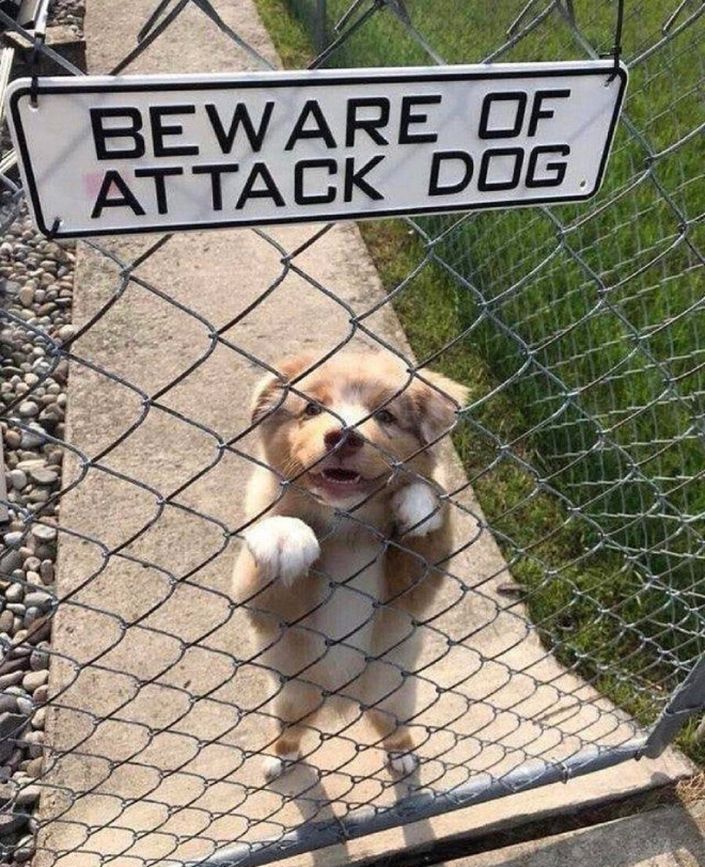Cuidado! Perros peligrosos