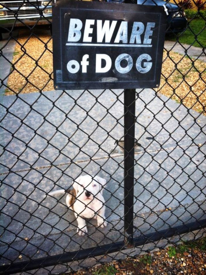Cuidado! Perros peligrosos