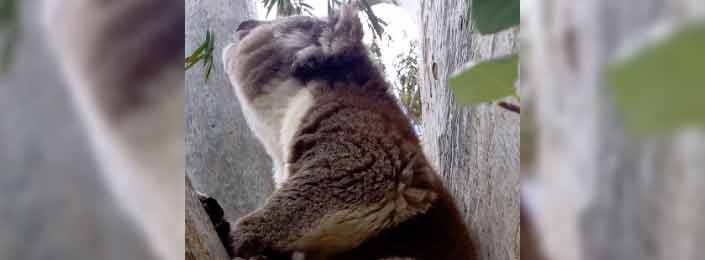 Un koala llamando a las hembras al apareamiento