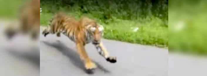 Un tigre intenta atacar a una moto que circula por la India