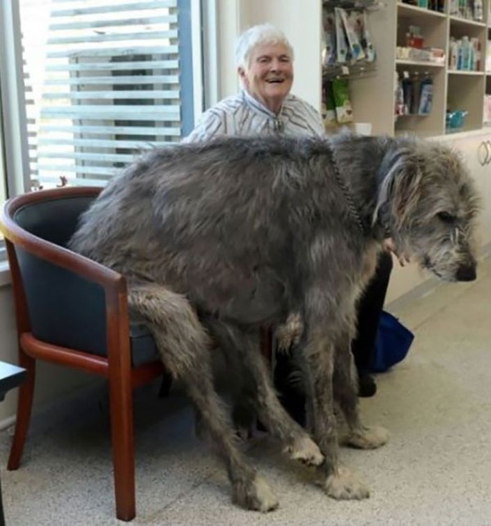 Estos perros no aceptan lo grandes que son