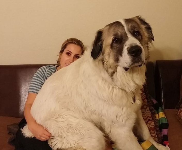Estos perros no aceptan lo grandes que son