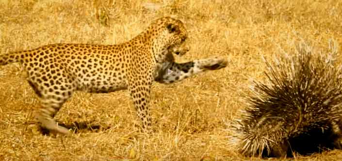 Leopardo tiene un encuentro con un puercoespín