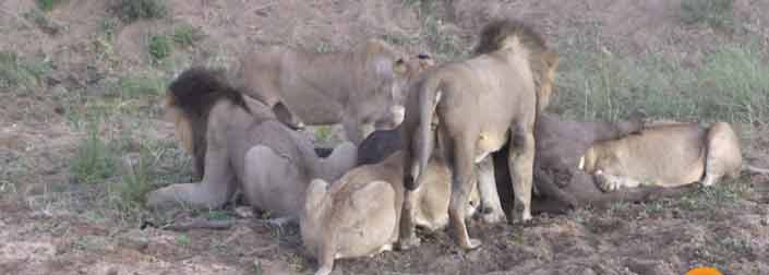 Bufalo logra escapar de una manada de leones que lo han cazado