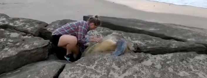 Rescatan una enorme tortuga verde atrapada entre unas rocas