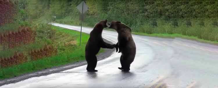 Dos osos Grizzly pelean en mitad de la carretera