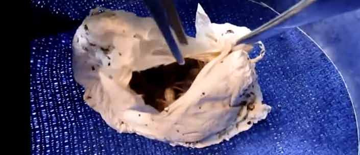 Abriendo un saco lleno de huevos de tarántulas