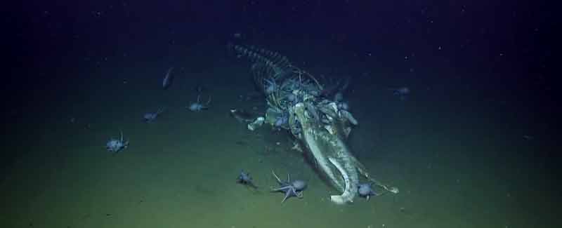 Criaturas del fondo del mar dando buena cuenta del cadaver de una ballena