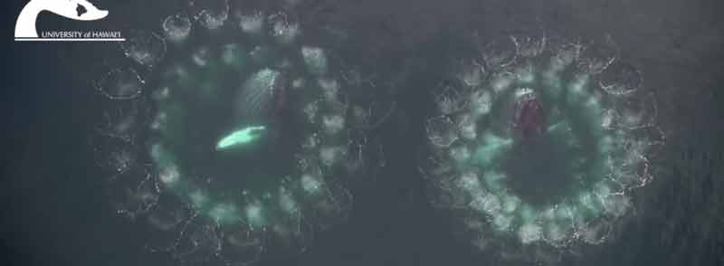 El curioso modo de cazar de las ballenas creando barreras de burbujas