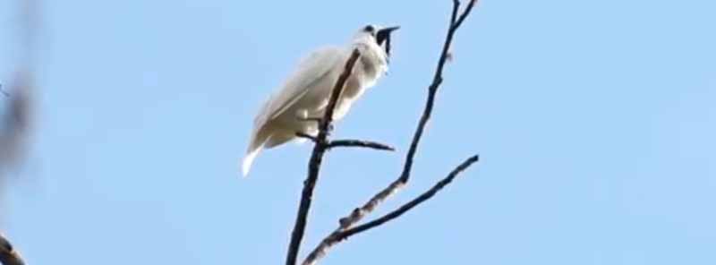 Campanero blanco, el ave más ruidosa del mundo