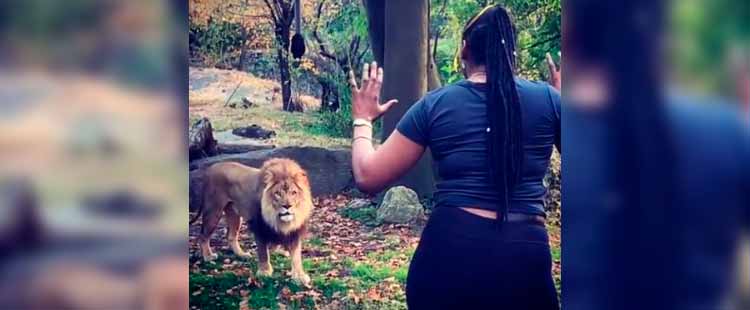 Una mujer salta al recinto de los leones en el zoológico del Bronx