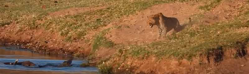 Un leopardo y un cocodrilo tienen un encontronazo por una presa