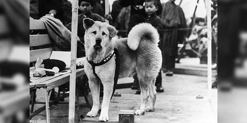 Fotografías de Hachiko, el perro más leal del mundo