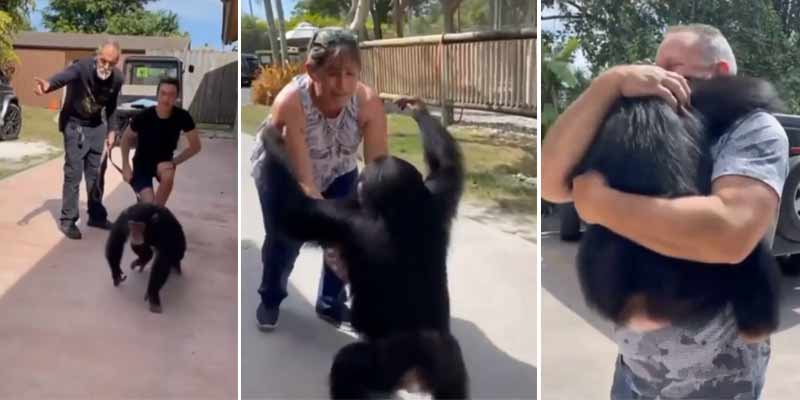 El emotivo y emocionante reencuentro de un chimpancé con sus cuidadores