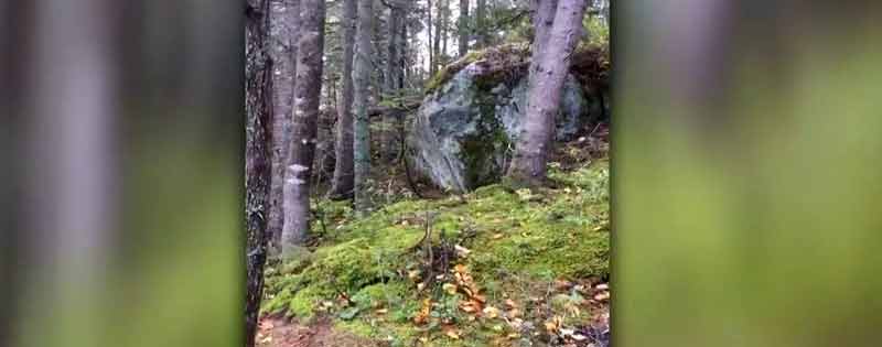 Por el fuerte viento este bosque de Quebec parece que respira