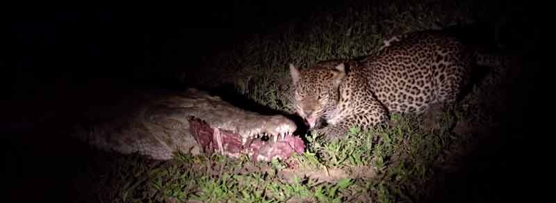 Leopardo saca la comida de la boca de un cocodrilo