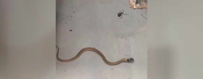 Video de una araña cazando una serpiente bastante más grande que ella