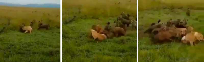 Una manada de hienas ataca a una leona, batalla por la vida