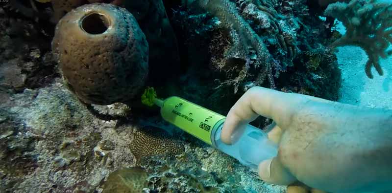 Demostrando con tinte fluorescente la eficiencia de las esponjas marinas para filtrar agua