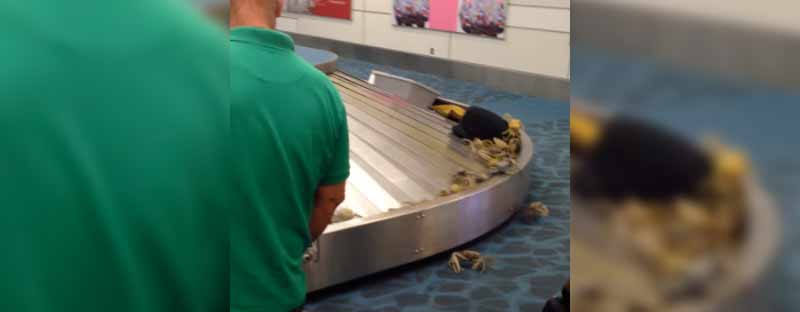 Cangrejos sueltos en la linea de equipaje del aeropuerto