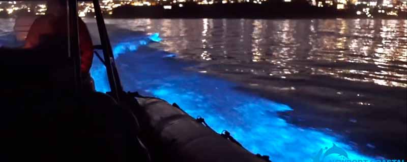 Delfines "fluorescentes" nadando junto a un barco en California