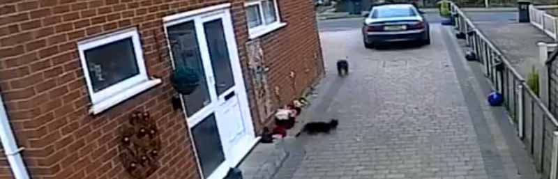 Un pitbull se le escapa a su dueño y mata a un gato que descansa tranquilamente en la puerta de una casa