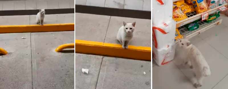 Un gato callejero te lleva dentro de una tienda para que le compres golosinas