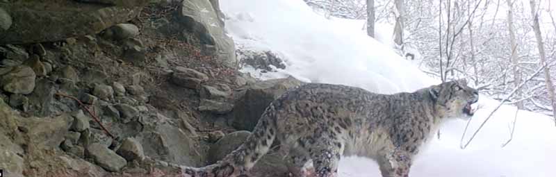 La llamada del leopardo de las nieves