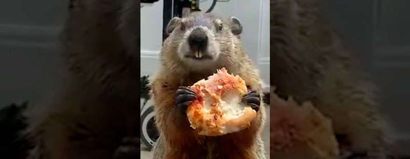 Se encuentra a una marmota comiendo una pizza mirándole por la ventana