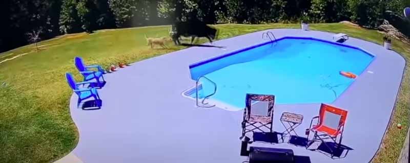 Una vaca, una piscina, dos perros y unos cowboys