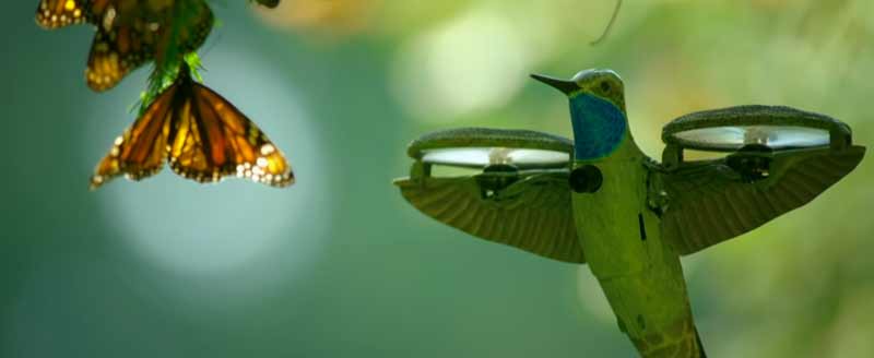 Grabando una colonia de mariposas monarcas con un drone-colibrí