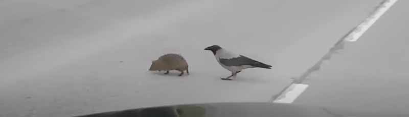 Un cuervo ayuda a cruzar a un erizo